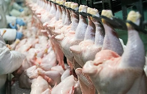 Las exportaciones de carne aviar aumentaron más de 300 en los